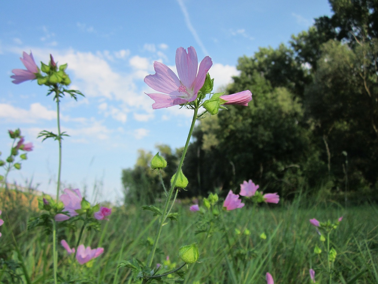 inheemse planten kwekers in Nederland